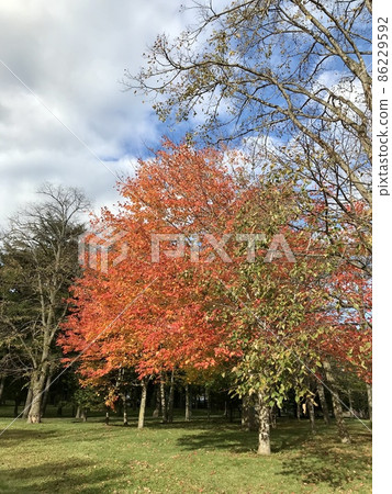 Autumn leaves Autumn leaves 86229592