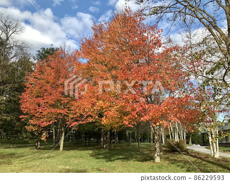 Autumn leaves 86229593