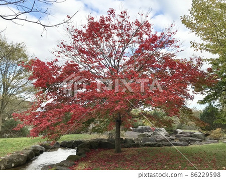 Autumn leaves Autumn leaves 86229598