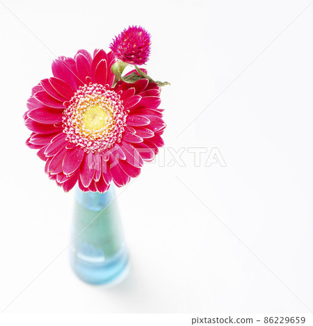 兩種可愛的花 86229659