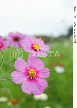 Cosmos 3 Cosmos 3 86229975