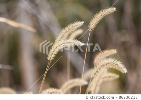 冬天Enokorogasa 86230215