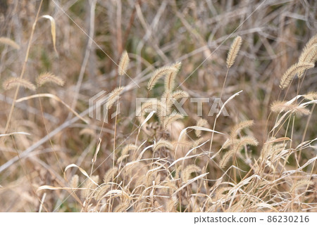 冬天Enokorogasa 86230216