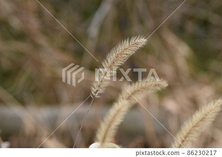 冬天Enokorogasa 冬天Enokorogasa 86230217