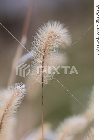 冬天Enokorogasa 86230218