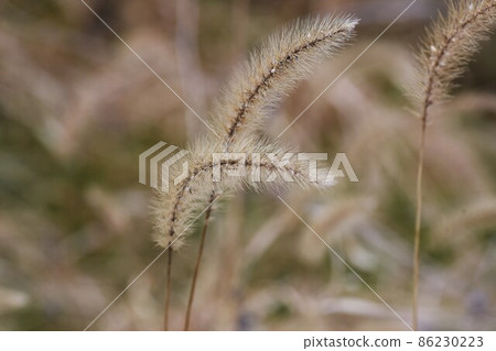 冬天Enokorogasa 冬天Enokorogasa 86230223