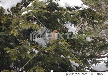 A snow-covered pine tree, a jay. A snow-covered pine tree, a jay. 86230275