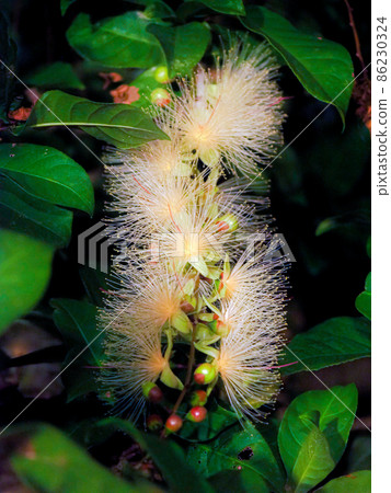 Barringtonia racemosa 在晚上開花 86230324