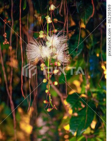 Barringtonia racemosa 在晚上開花 86230369