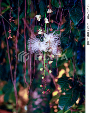 Barringtonia racemosa 在晚上開花 86230370