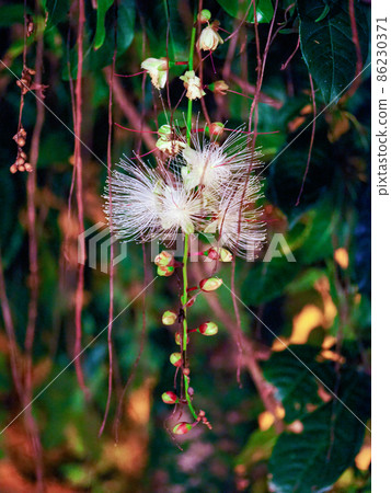 Barringtonia racemosa 在晚上開花 86230371