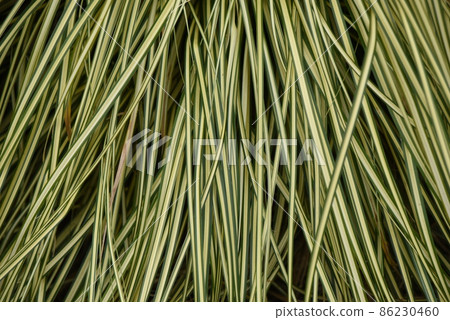 Variegated Calex Variegated Calex 86230460