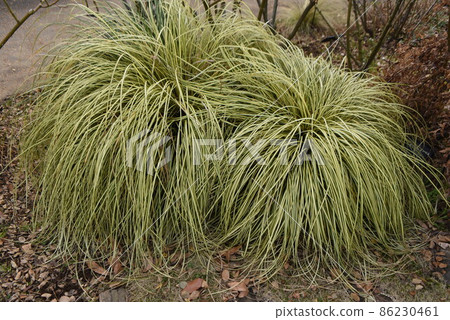 Variegated Calex 86230461