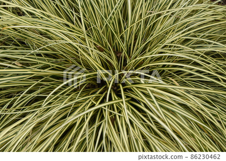 Variegated Calex 86230462