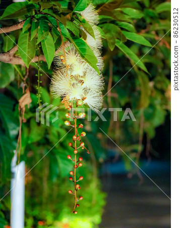 Barringtonia racemosa 在晚上開花 86230512