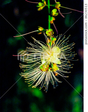 Barringtonia racemosa 在晚上開花 86230513
