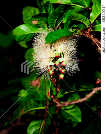 Barringtonia racemosa 在晚上開花 86230514