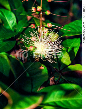 Barringtonia racemosa blooming at night Barringtonia racemosa blooming at night 86230516