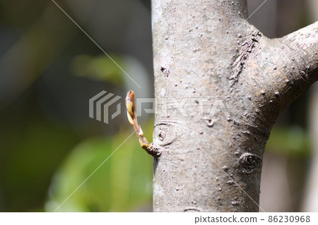 常綠喬木,Sericea (Tamagara) 新芽 常綠喬木,Sericea (Tamagara) 新芽 86230968