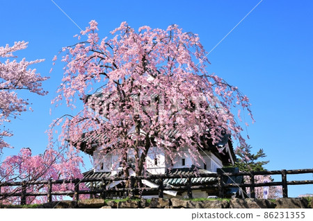 Hirosaki castle and cherry blossoms Hirosaki castle and cherry blossoms 86231355