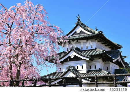 弘前城堡和櫻花 弘前城堡和櫻花 86231356