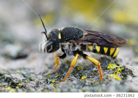 Lateral closeup of the white faced male of the Black-tailed Small-Woolcarder bee, Pseudoanthidium melanurum in Gard, France Lateral closeup of the white faced male of the Black-tailed Small-Woolcarder bee, Pseudoanthidium melanurum in Gard, France 86231862