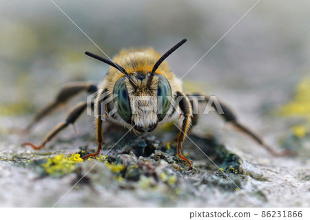 Detailed frontal closeup on a male golden-tailed woodborer bee, Lithurgus chrysurus in Gard, France Detailed frontal closeup on a male golden-tailed woodborer bee, Lithurgus chrysurus in Gard, France 86231866