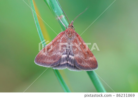 Close up on a straw - barred Pearl moth, Pyrausta despicata against a green blurred background Close up on a straw - barred Pearl moth, Pyrausta despicata against a green blurred background 86231869