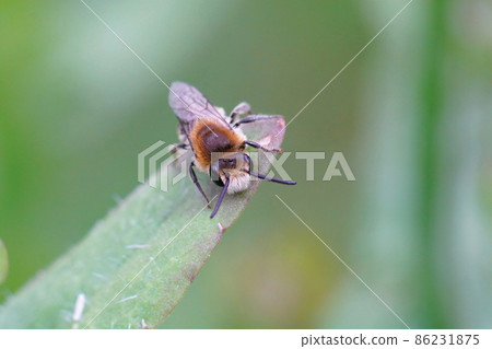 Frontal closeup on a male of the common plasterer bee, Colletes daviesanus Frontal closeup on a male of the common plasterer bee, Colletes daviesanus 86231875