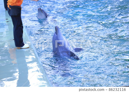 品川水族館 兩隻海豚按照飼養員的指示行動 86232116