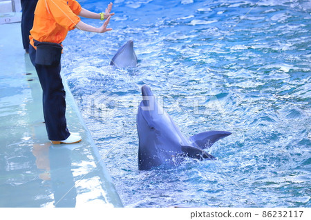 品川水族館 兩隻海豚按照飼養員的指示行動 86232117