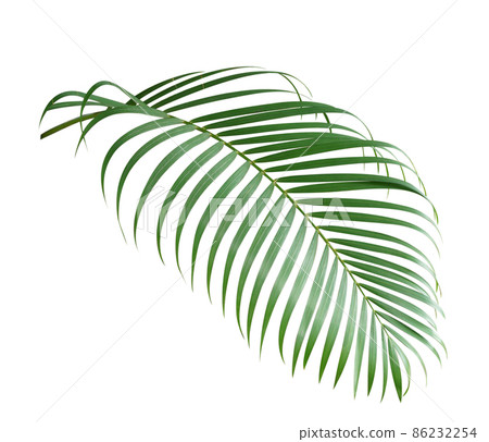 Palm leaf isolate is on white background with clipping path Palm leaf isolate is on white background with clipping path 86232254