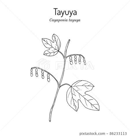 Tayuya Cayaponia tayuya , medicinal plant Tayuya Cayaponia tayuya , medicinal plant 86233113