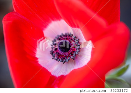 The bright red anemone is cute The bright red anemone is cute 86233172