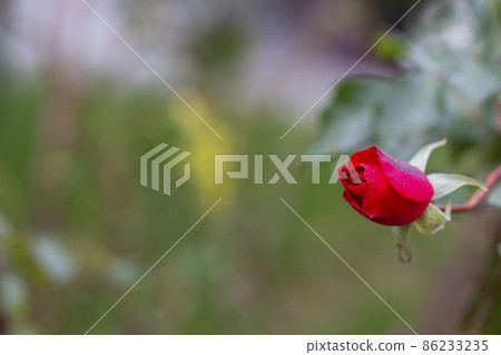 Red rose bud just starting to bloom. Opening Red Rosebud. 86233235