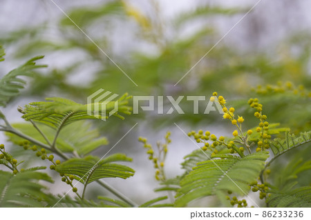 Flowers. Acacia Nilotic. Family: Mimosa. Round little yellow buds and flowers on a branch. 86233236