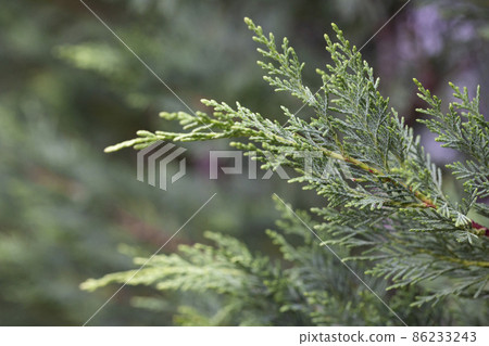 Cupressus macrocarpa or Hesperocyparis macrocarpa, Monterey cypress 86233243