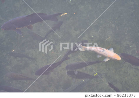Carp in the pond 86233373