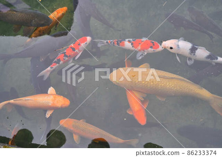 Carp in the pond 86233374