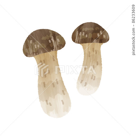 松茸 松茸 86233609