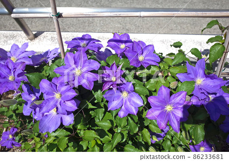 盛開的鐵線蓮紫色花朵 盛開的鐵線蓮紫色花朵 86233681