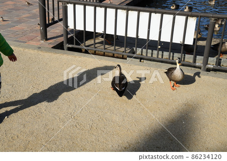 Children, ducks and sparrows 86234120