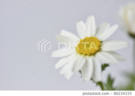 North pole North pole 86234155