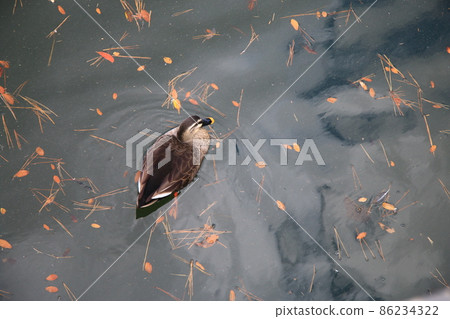 Ukimido Bird 86234322