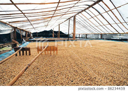 Coffee beans are dried in the greenhouse. 86234439
