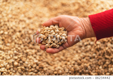 Coffee beans are dried in the greenhouse. 86234442