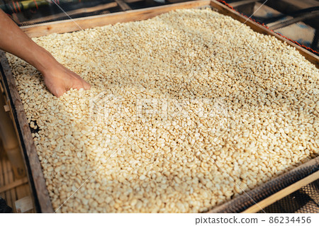 Coffee beans are dried in the greenhouse. 86234456