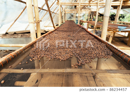 Coffee beans are dried in the greenhouse. 86234457