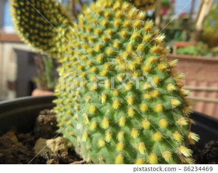 Fat plant Fat plant 86234469