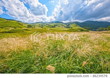 Summer plateau Tonomine plateau Japanese pampas grass Susuki Tonomine plateau Japanese pampas grass trip 86234579